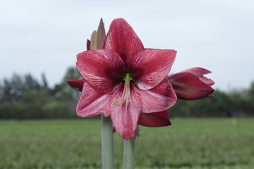Amaryllis Revelation mayorista