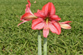 Amaryllis Revelation mayorista
