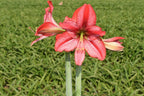 Amaryllis Revelation mayorista