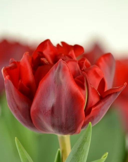 Tulipán Red Princess