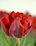Tulipán Red Princess
