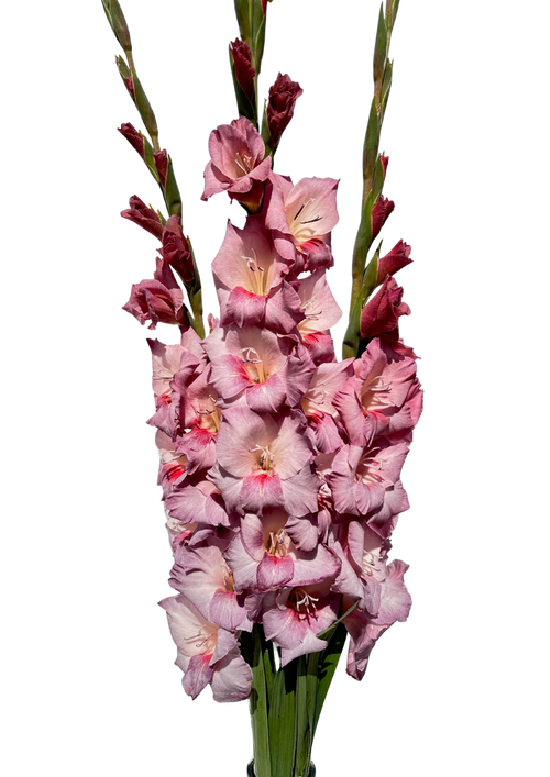 Gladiolo Smokey mayorista