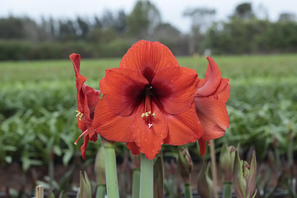 Amaryllis Souvereign mayorista