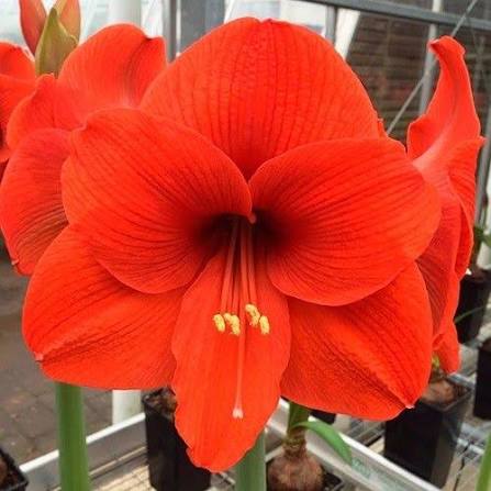 Amaryllis Souvereign mayorista