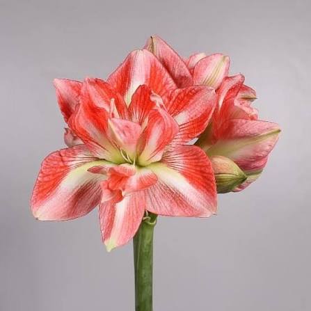 Amaryllis Sunny Nymph mayorista