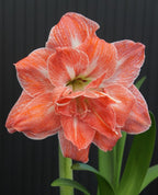 Amaryllis Sunny Nymph mayorista