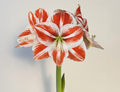 Amaryllis Superstar mayorista