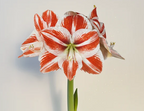 Amaryllis Superstar mayorista