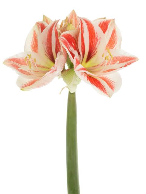 Amaryllis Superstar mayorista