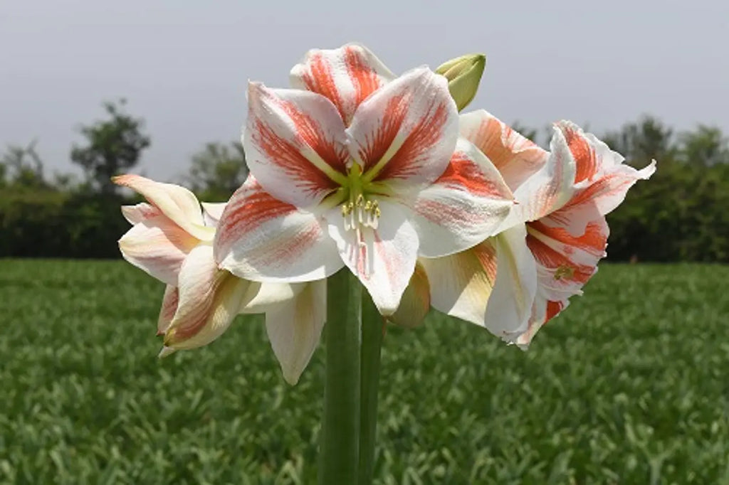 Amaryllis Toronto mayorista