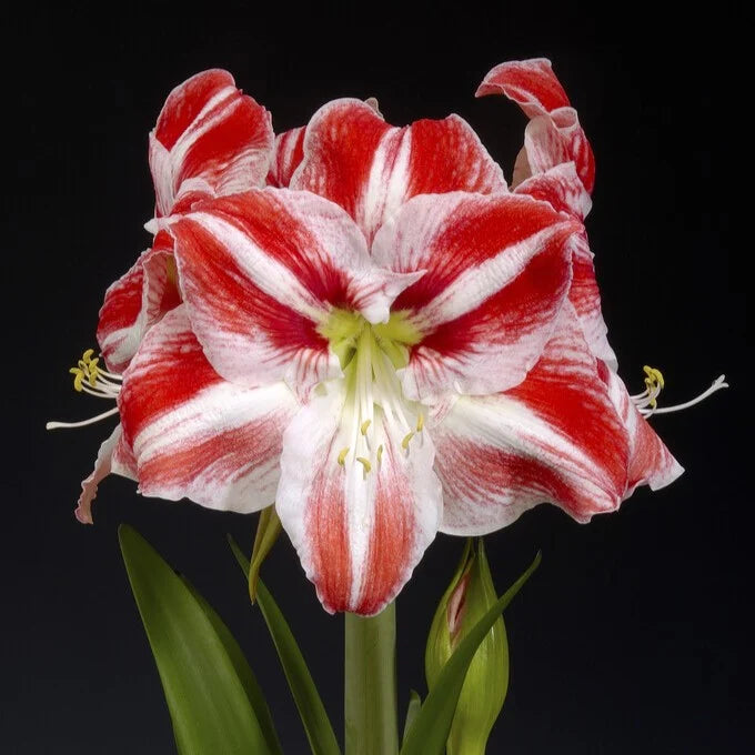 Amaryllis Toronto mayorista