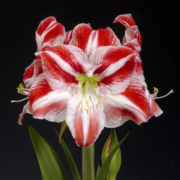 Amaryllis Toronto mayorista