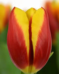 Tulipán Tarzan