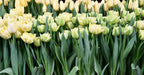 Tulipán Avant Garde