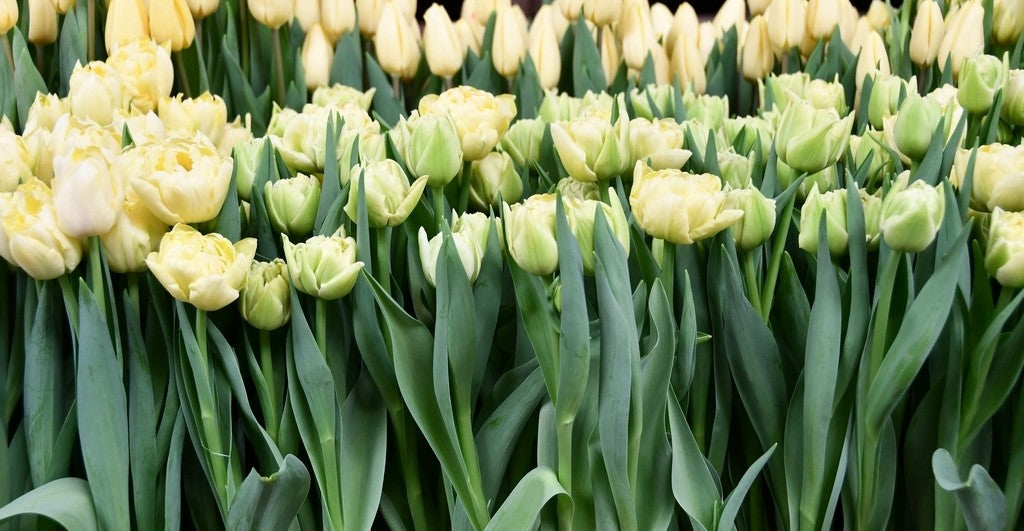 Tulipán Avant Garde