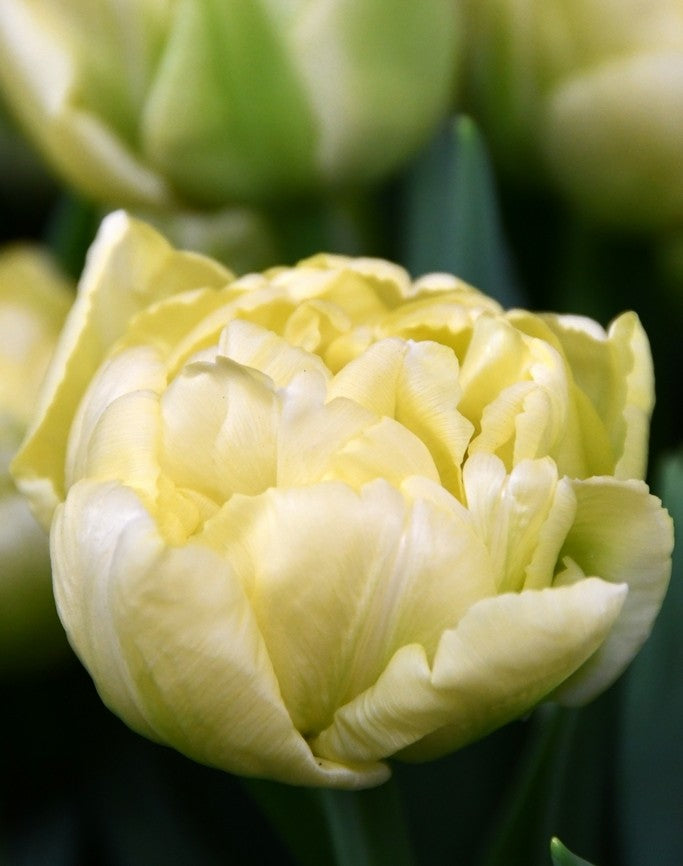 Tulipán Avant Garde
