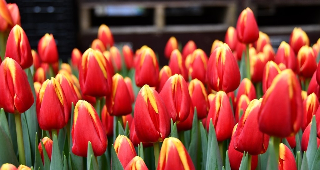 Tulipán Denmark