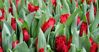 Tulipán Indiana