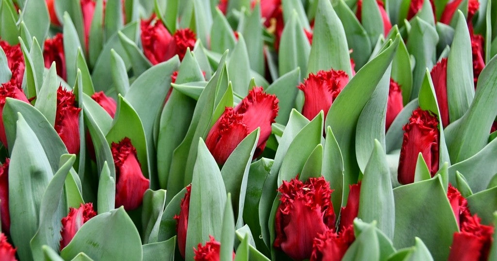 Tulipán Indiana