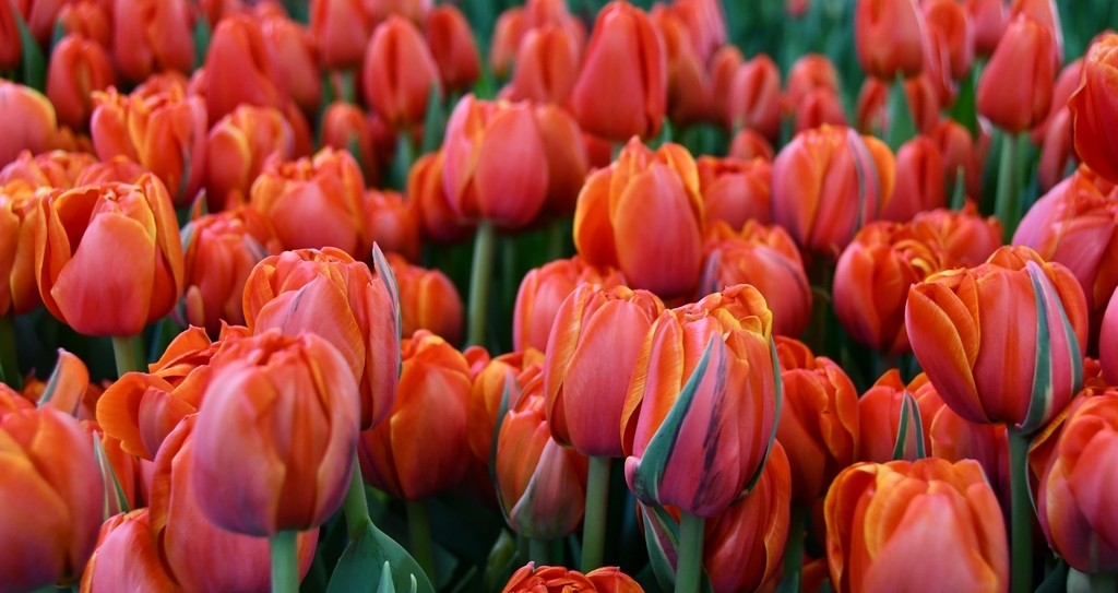 Tulipán Queensday