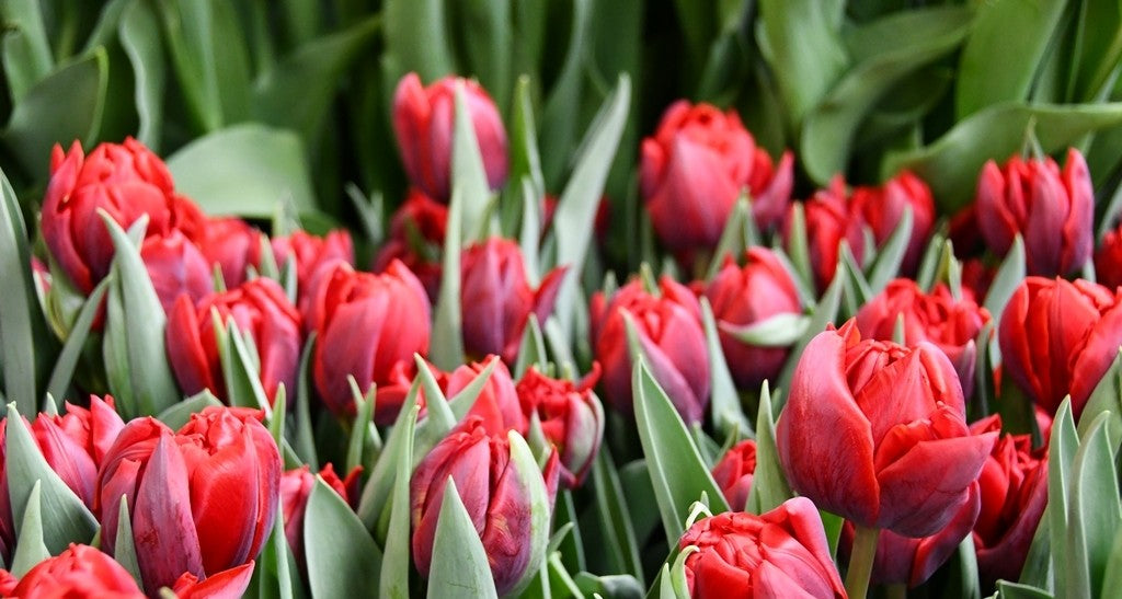 Tulipán Red Princess
