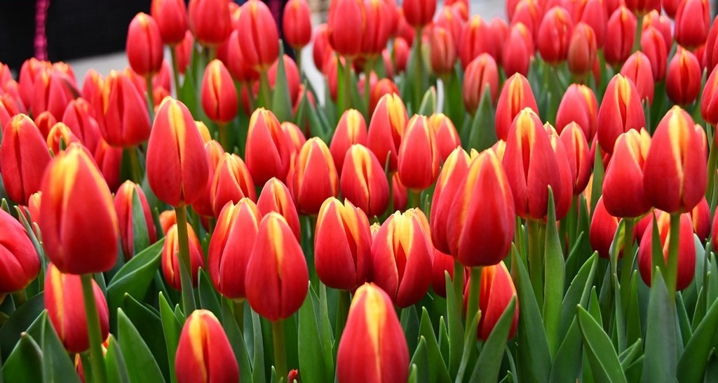 Tulipán Tarzan
