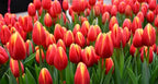 Tulipán Tarzan