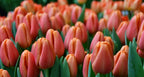 Tulipán Time Out