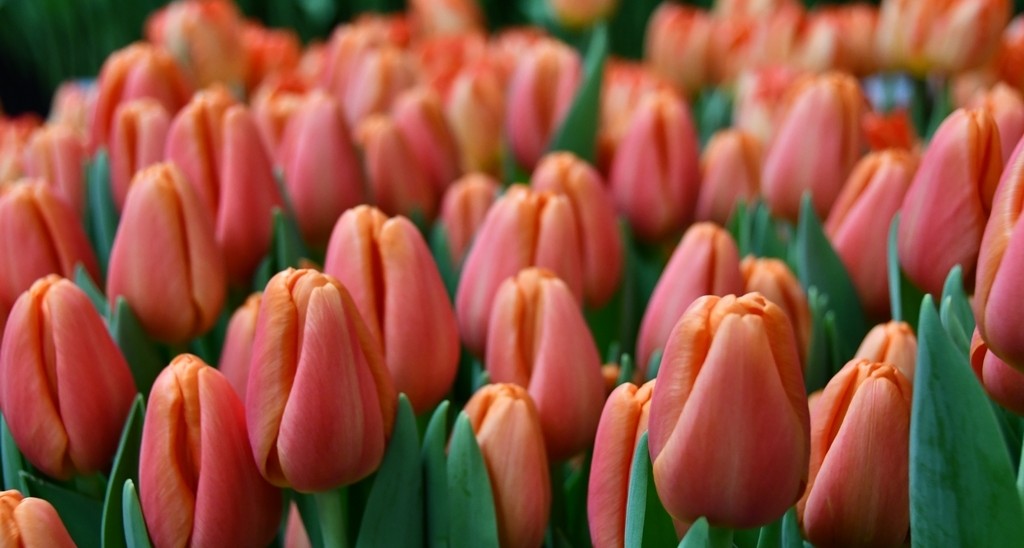 Tulipán Time Out