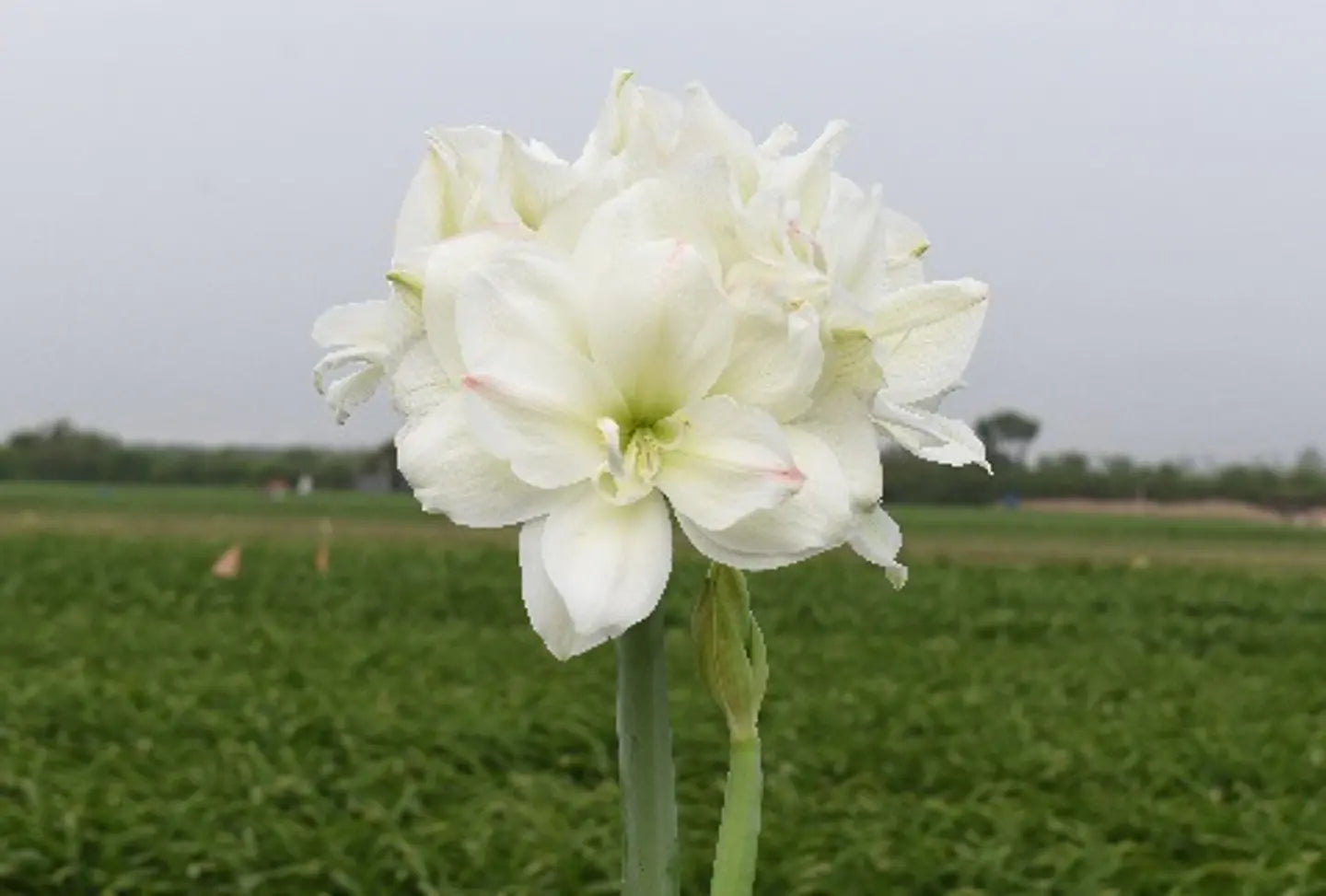 Amaryllis White Amadeus mayorista