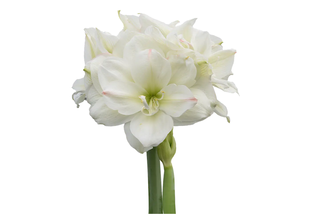 Amaryllis White Amadeus mayorista