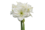 Amaryllis White Amadeus mayorista