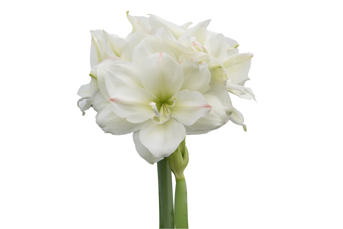 Amaryllis White Amadeus mayorista