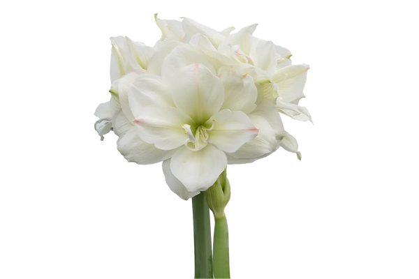 Amaryllis White Amadeus mayorista