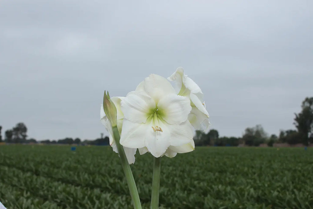 Amaryllis White Candle mayorista