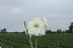Amaryllis White Candle mayorista