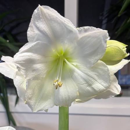 Amaryllis White Candle mayorista