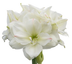 Amaryllis Wax noir mayorista