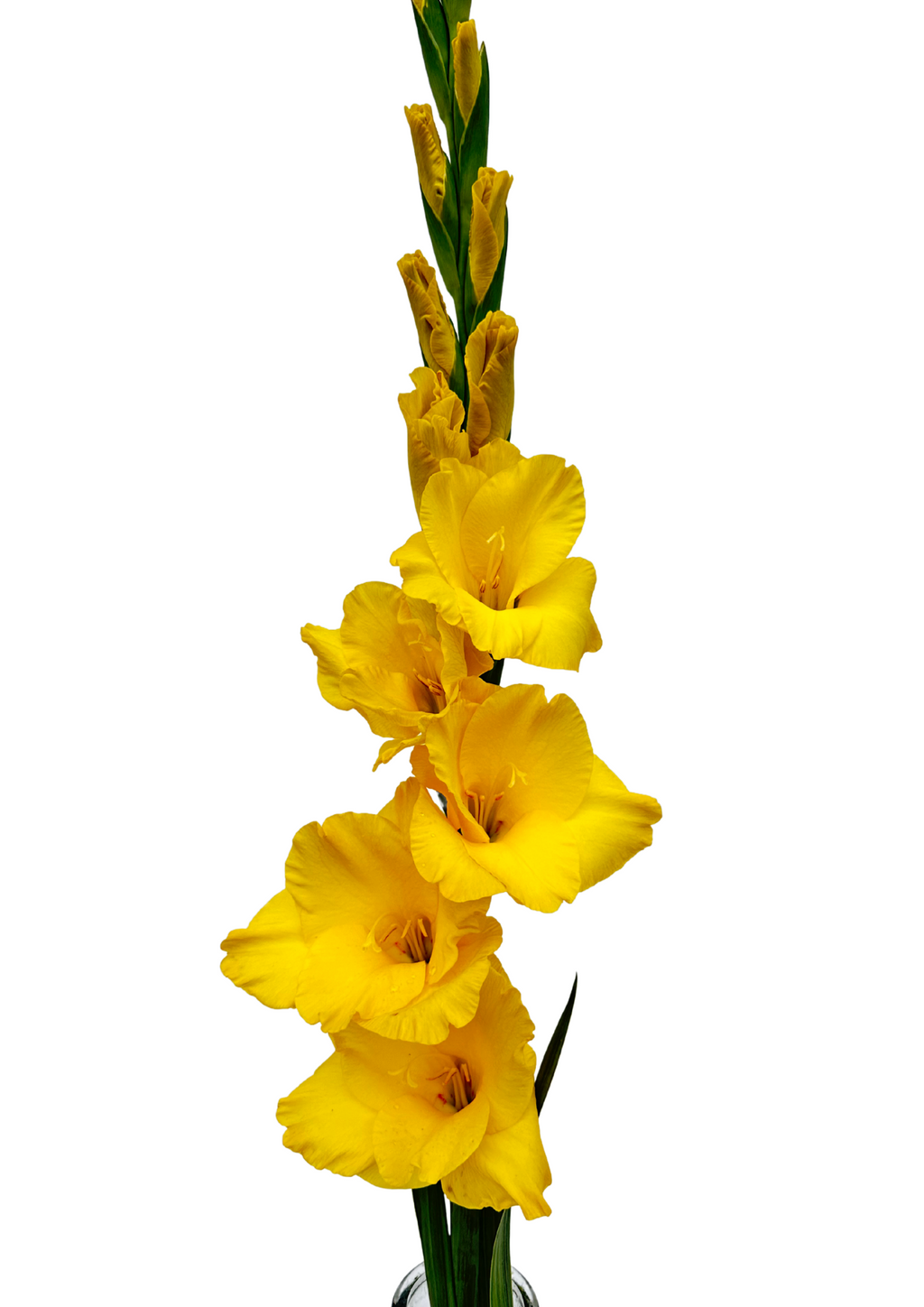 Gladiolo Yellowa