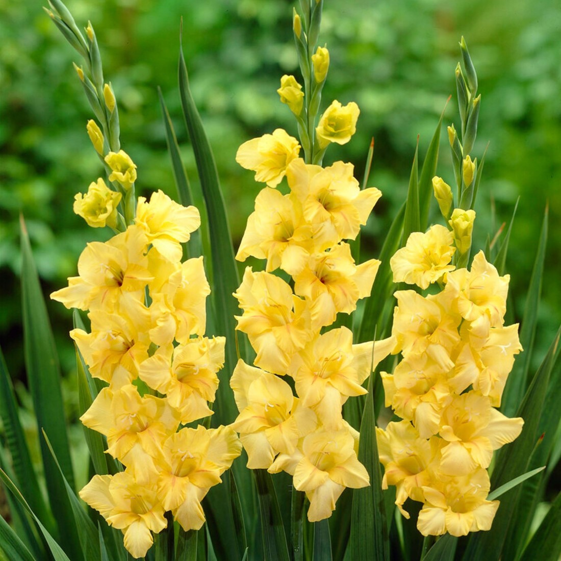 Gladiolo Yellowa