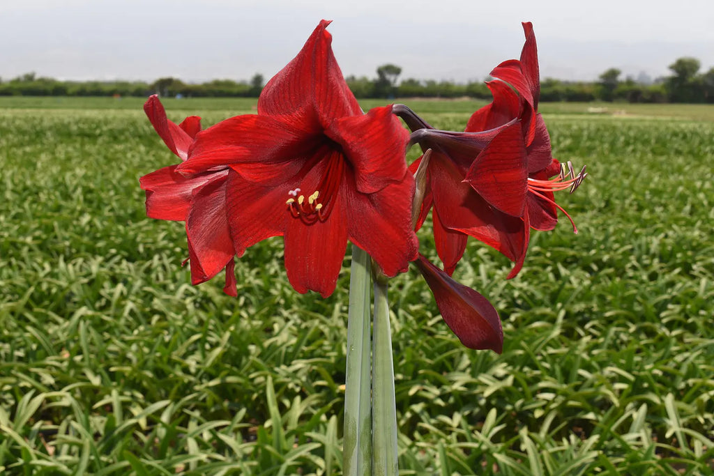 Amaryllis Andes Fire mayorista
