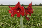 Amaryllis Andes Fire mayorista