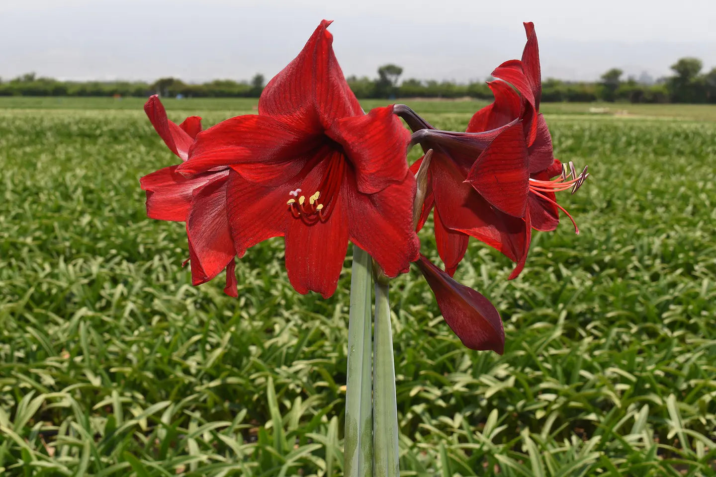 Amaryllis Andes Fire mayorista