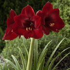 Amaryllis Andes Fire mayorista