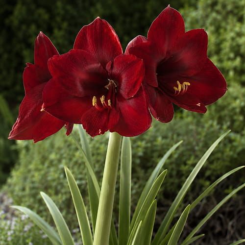 Amaryllis Andes Fire mayorista
