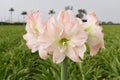 Amaryllis Aphrodite mayorista