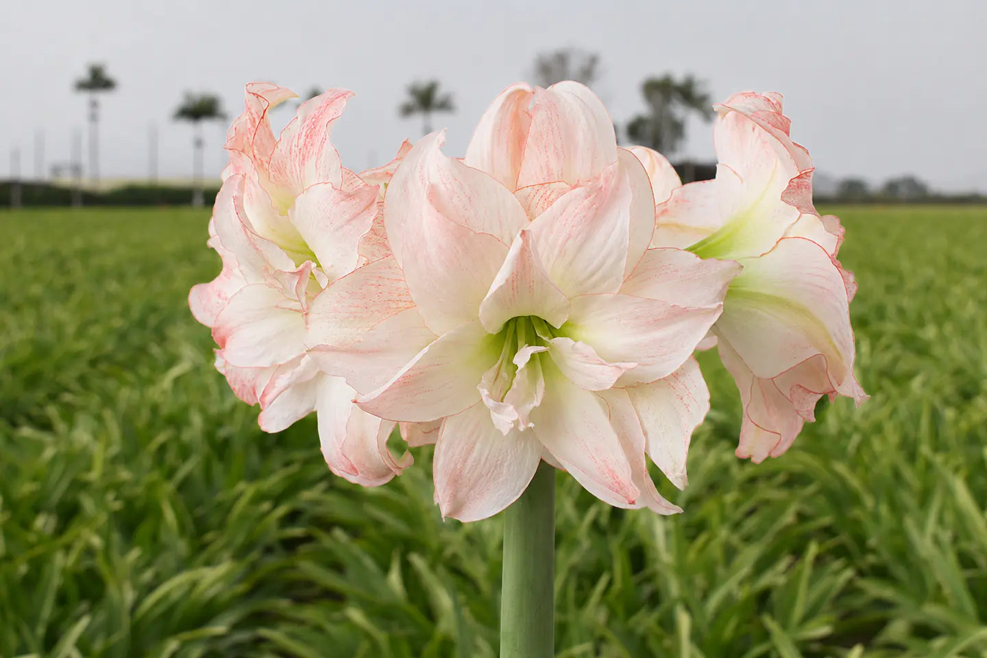 Amaryllis Aphrodite mayorista