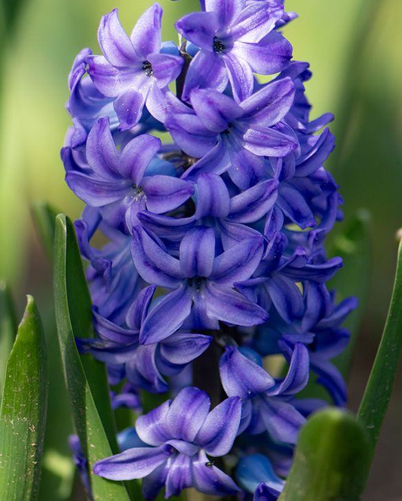 Jacinto Aqua