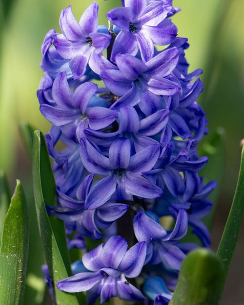 Jacinto Aqua