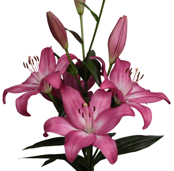 Lilium Arbatax mayorista